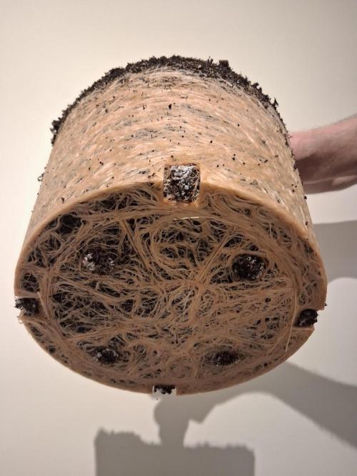 Δ Fast Buds Auto. Week 11 - D72