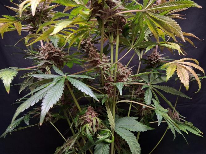 Δ Fast Buds Auto. Week 11 - D72