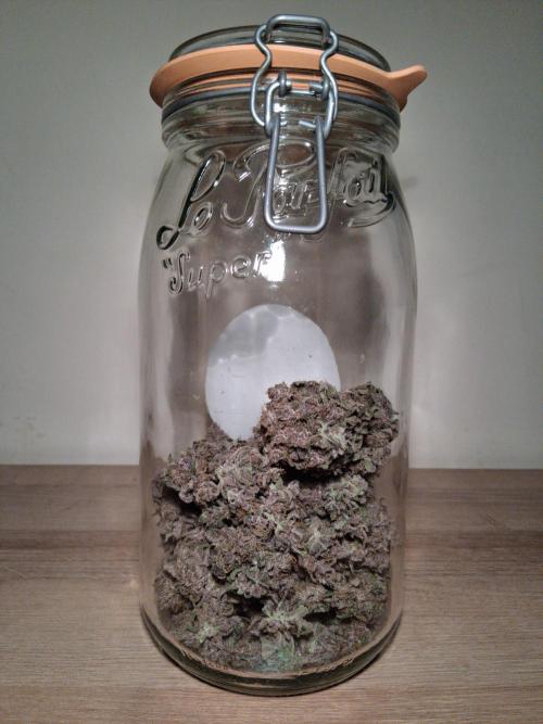 Δ Fast Buds Auto. Week 11 - D76 - Dried and ready to cure