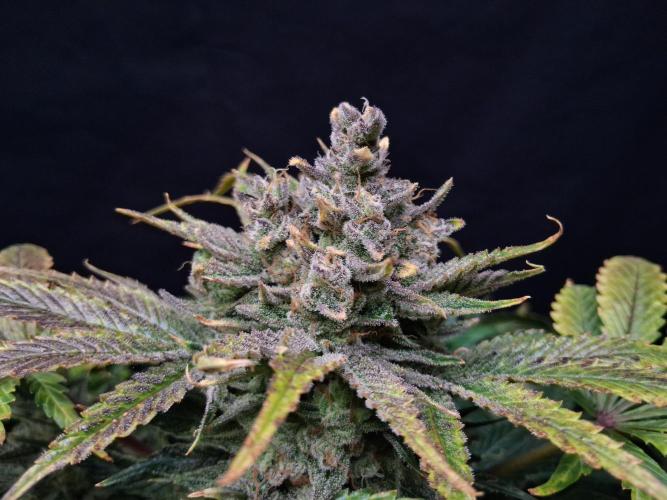 Δ Fast Buds Auto. Week 11 - D74