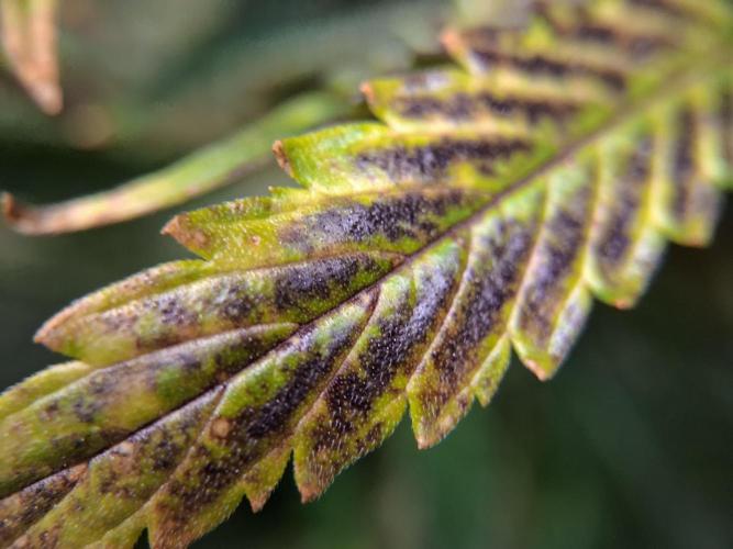 Δ Fast Buds Auto. Week 11 - D74