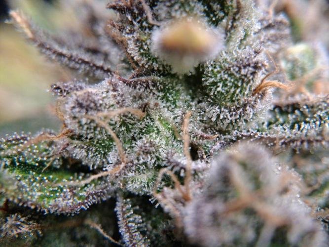 Δ Fast Buds Auto. Week 11 - D74