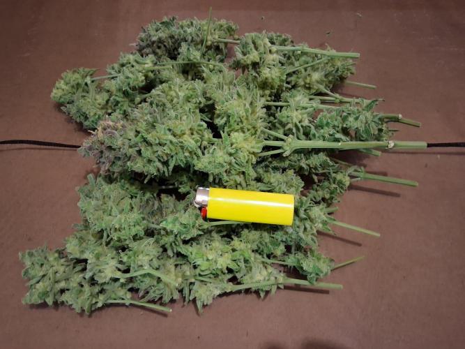 Δ Fast Buds Auto. Week 11 - D74 - Wet buds