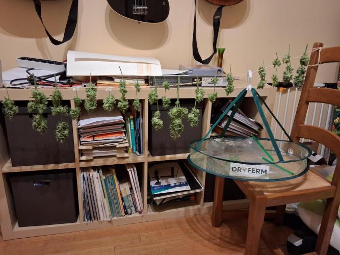 Δ Fast Buds Auto. Week 11 - D74 - First day of drying