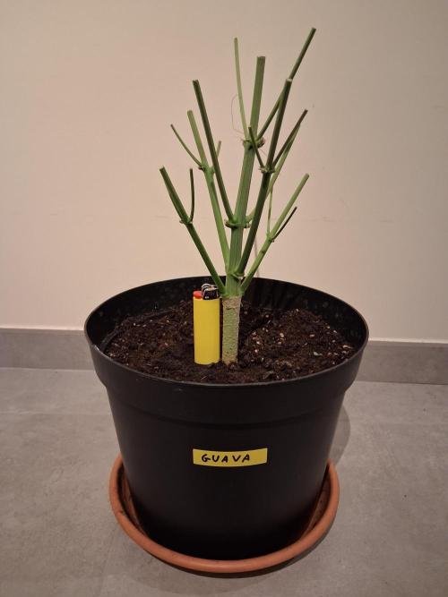 Δ Fast Buds Auto. Week 11 - D74