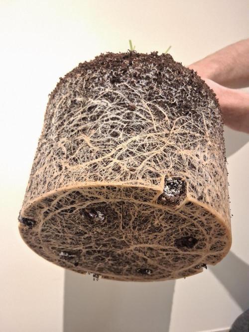 Δ Fast Buds Auto. Week 11 - D74