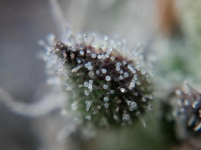 Δ Fast Buds Auto. Week 11 - Day 74