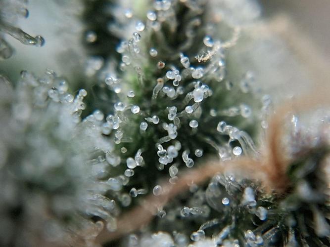 Δ Fast Buds Auto. Week 11 - D74