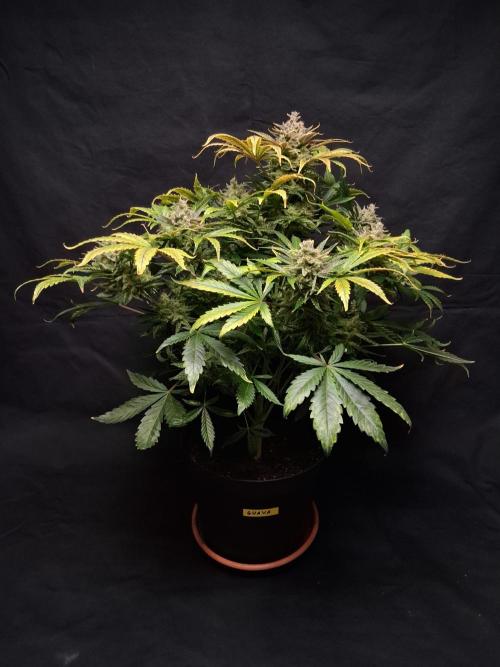 Δ Fast Buds Auto. Week 11 - D74