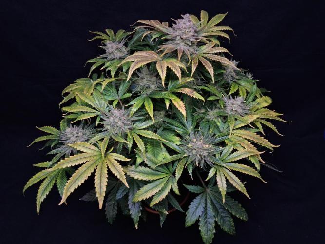 Δ Fast Buds Auto. Week 11 - D74