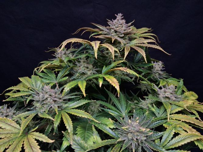 Δ Fast Buds Auto. Week 11 - D74