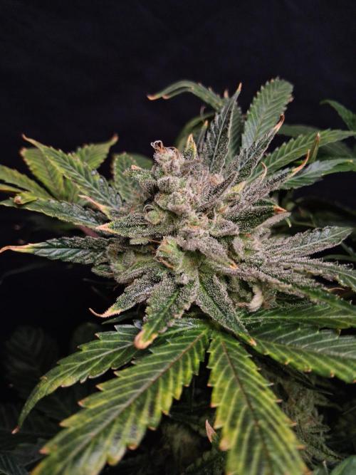 Δ Fast Buds Auto. Week 11 - D74