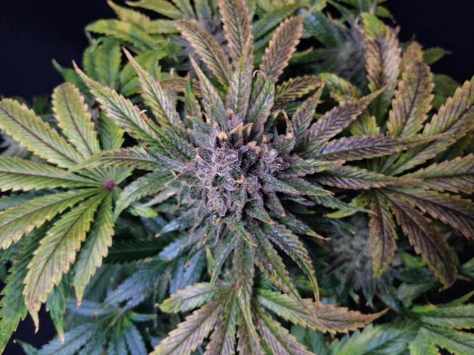 Δ Fast Buds Auto. Week 11 - D74