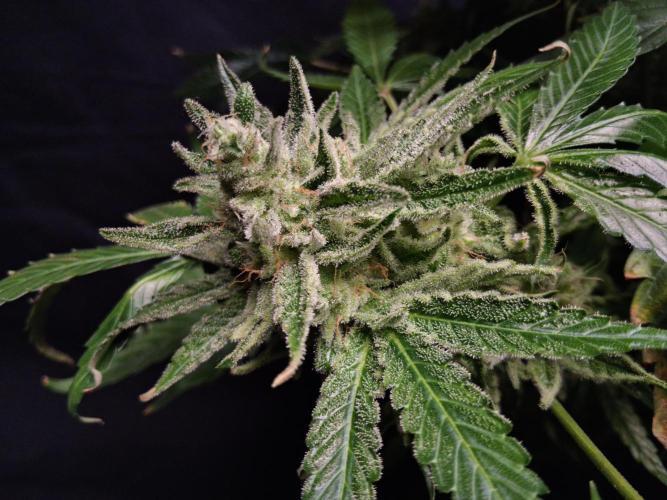 Δ Fast Buds Auto. Week 11 - D74