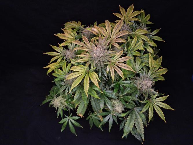 Δ Fast Buds Auto. Week 11 - D74