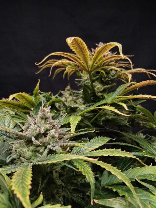 Δ Fast Buds Auto. Week 11 - D74