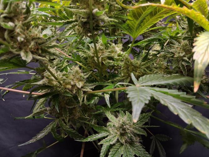 Δ Fast Buds Auto. Week 11 - D74