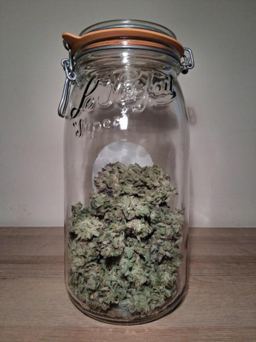 Δ Fast Buds Auto. Week 11 - D78