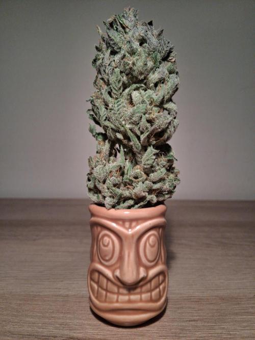 Δ Fast Buds Auto. Week 11 - D78