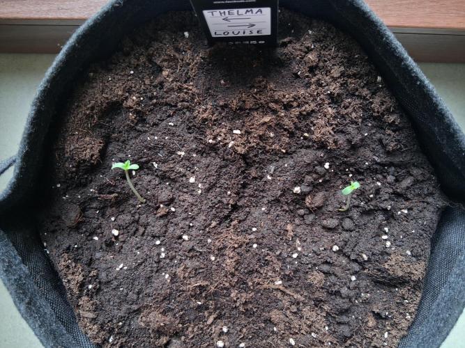 Thelma & Louise. Week 1 - D10
