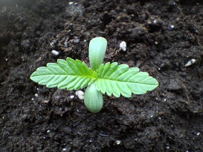 Thelma & Louise. Week 1 - D13 - Thelma