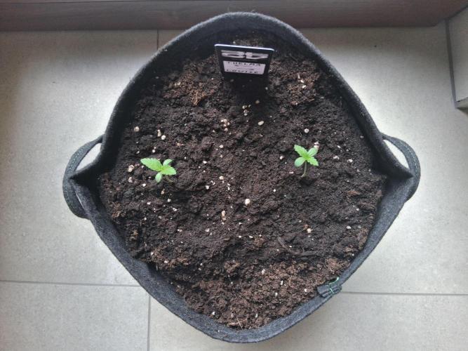 Thelma & Louise. Week 2 - Day 14
