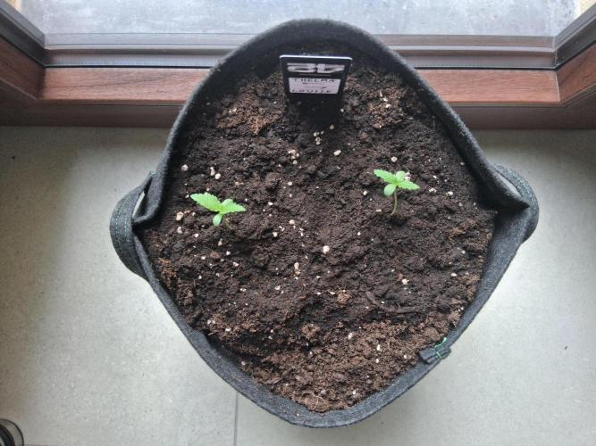 Thelma & Louise. Week 2 - D15