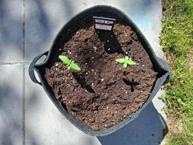 Thelma & Louise. Week 2 - D17