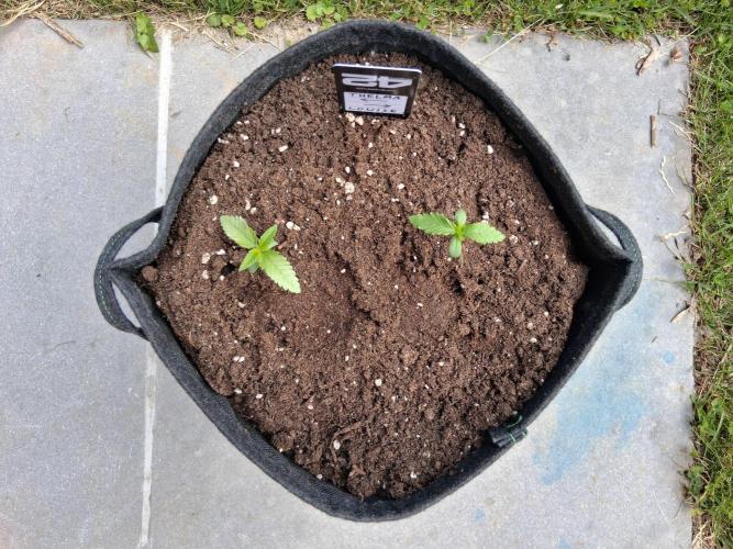 Thelma & Louise. Week 2 - D19