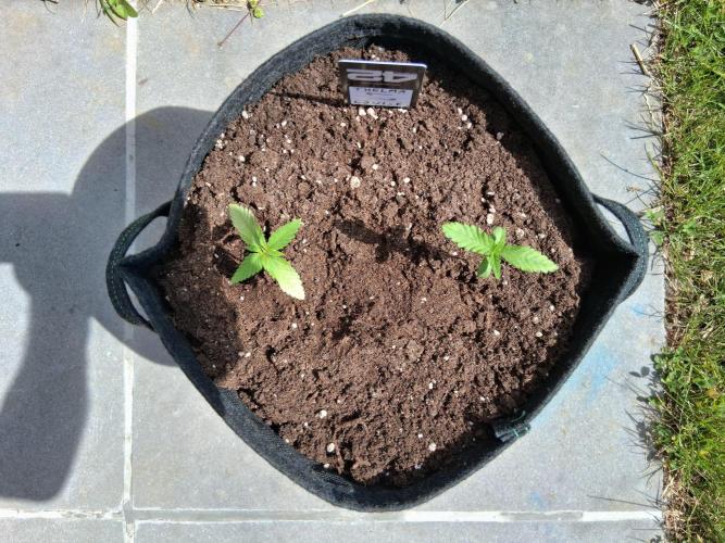 Thelma & Louise. Week 3 - Day 21