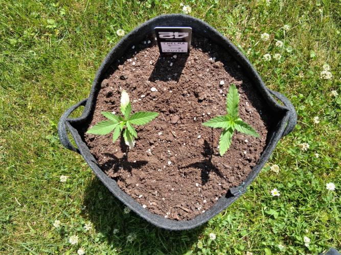 Thelma & Louise. Week 3 - D24