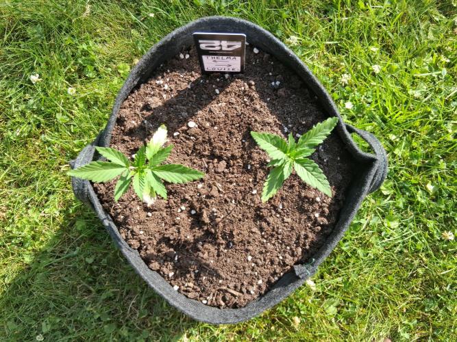 Thelma & Louise. Week 3 - D25