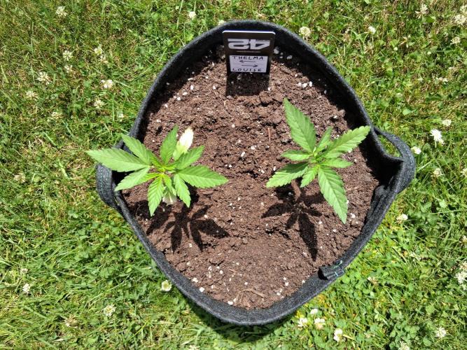 Thelma & Louise. Week 3 - D26