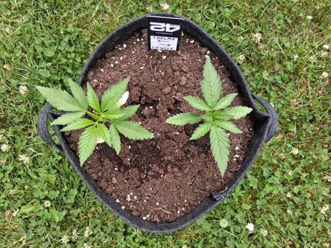 Thelma & Louise. Week 3 - D27