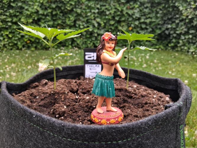 Thelma & Louise. Week 3 - D27