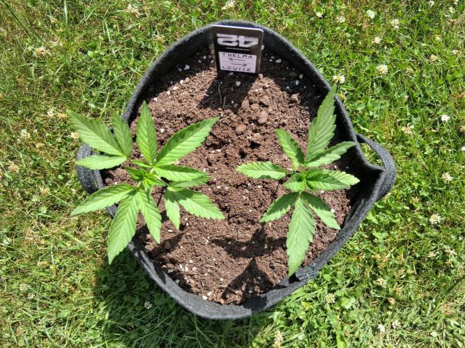 Thelma & Louise. Week 4 - Day 28