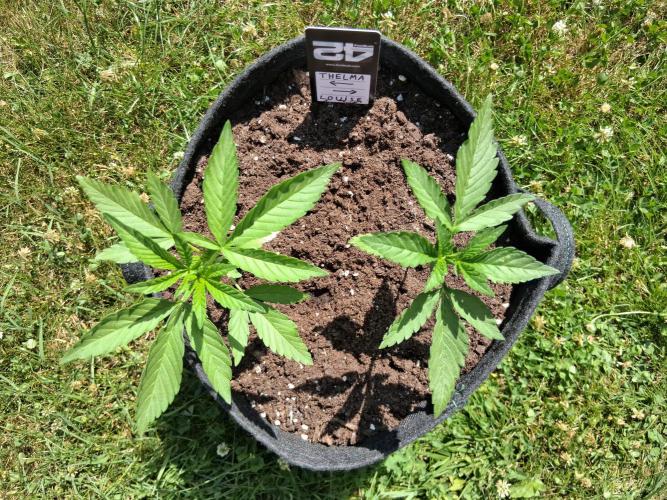 Thelma & Louise. Week 4 - D29