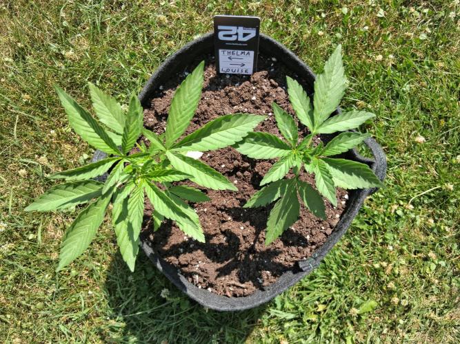 Thelma & Louise. Week 4 - D30