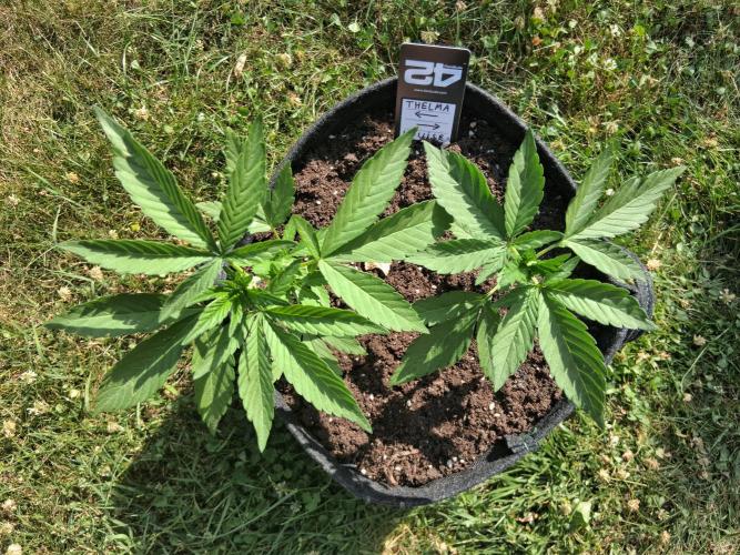 Thelma & Louise. Week 4 - D31
