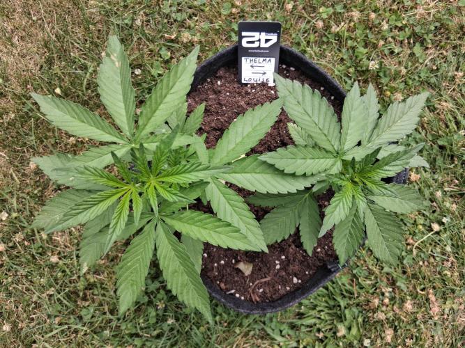 Thelma & Louise. Week 4 - D32