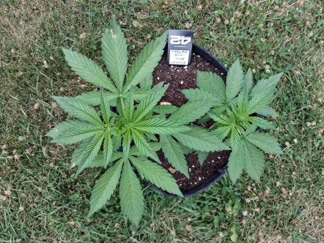 Thelma & Louise. Week 4 - D33