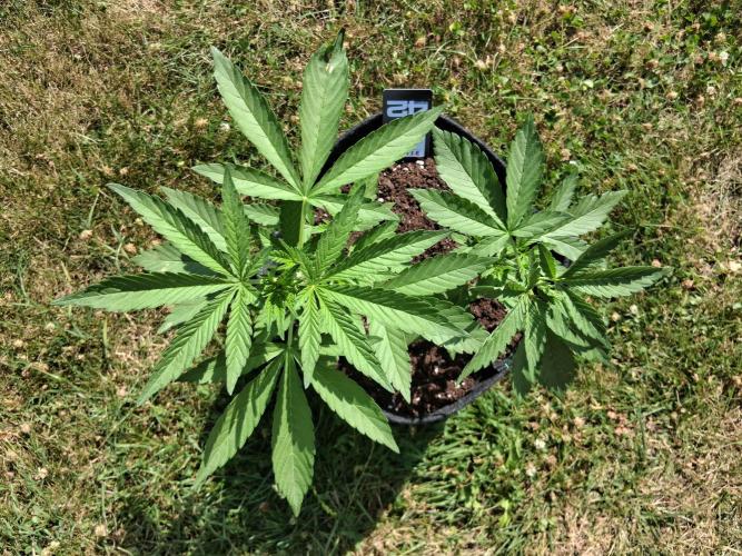 Thelma & Louise. Week 4 - D34