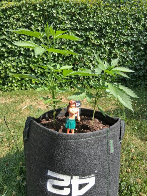Thelma & Louise. Week 4 - D34
