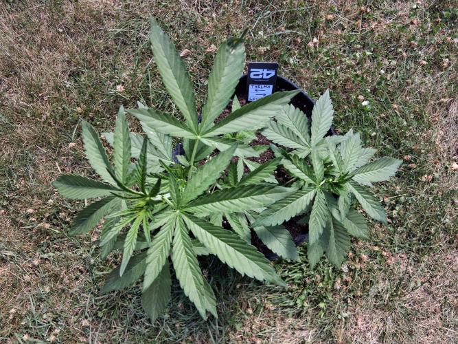 Thelma & Louise. Week 5 - Day 35