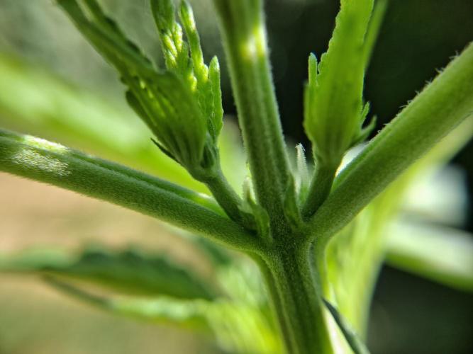 Thelma & Louise. Week 5 - D35 - Thelma first pistils