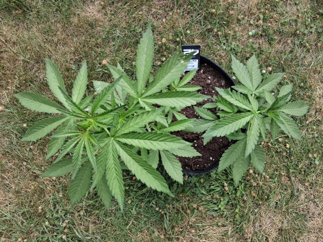 Thelma & Louise. Week 5 - D36