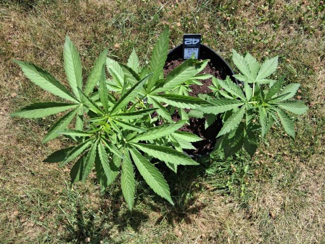Thelma & Louise. Week 5 - D37