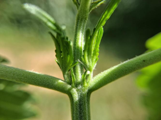 Thelma & Louise. Week 5 - D37 - Louise first pistils
