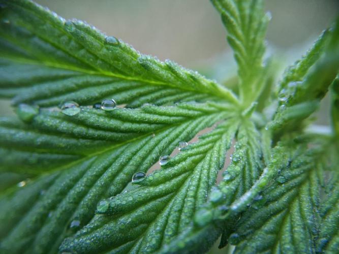 Thelma & Louise. Week 5 - D37 - Morning dew