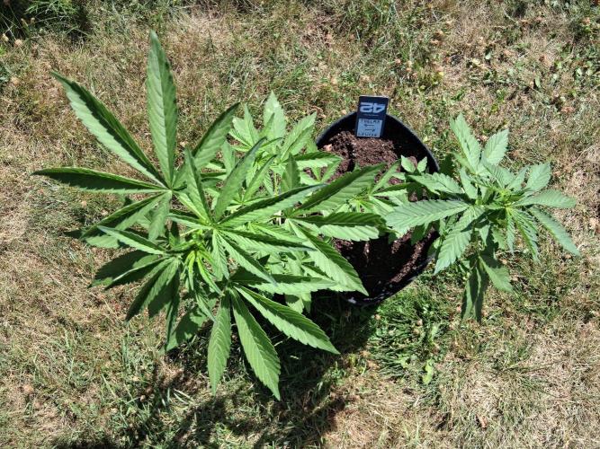 Thelma & Louise. Week 5 - D38